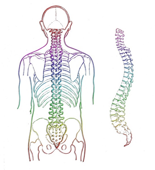 Chiropractic Benefits - Spine Image